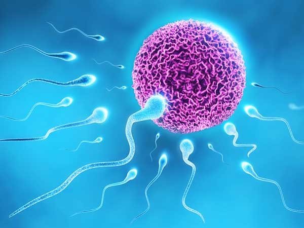Trứng và tinh trùng sống được bao lâu trong tử cung?