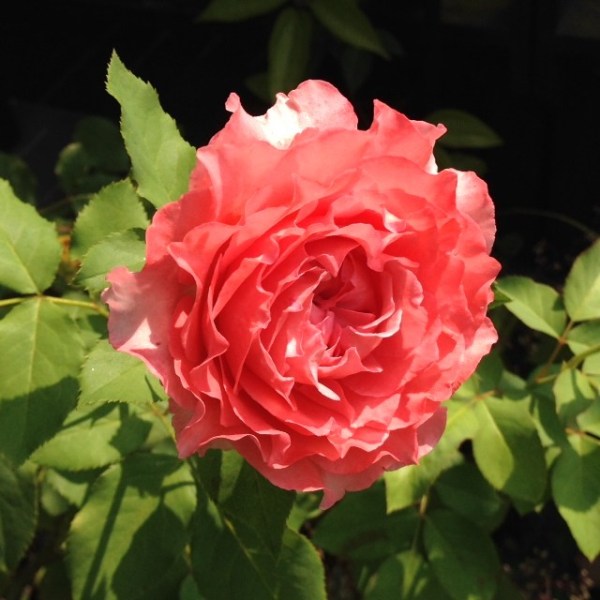 Điểm danh các loại hoa hồng nhật bản "đẹp không tì vết"