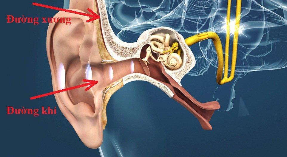 Cấu tạo tai - chuyên đề cơ chế nghe của tai người